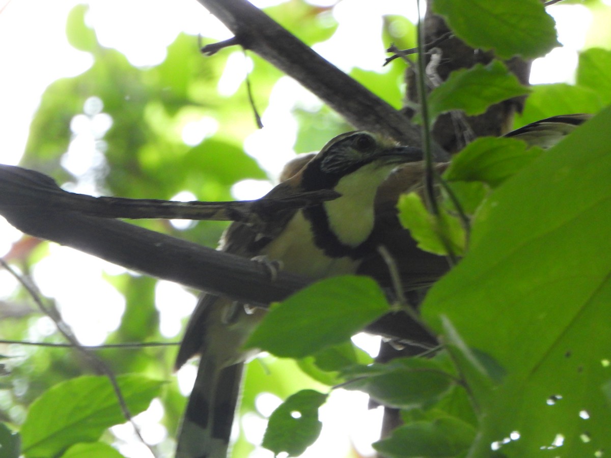 Greater Necklaced Laughingthrush - ML638936243