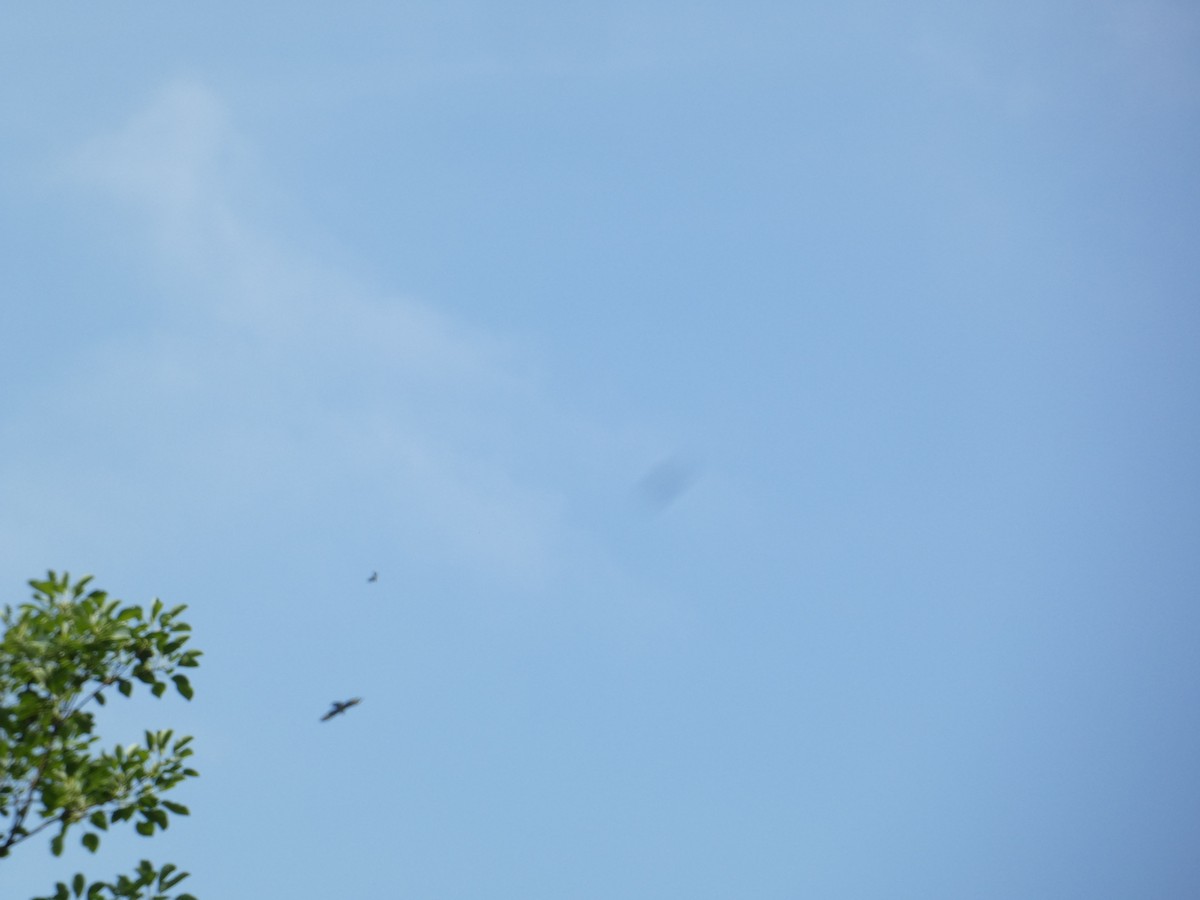 Águila Ventrirroja - ML638936244