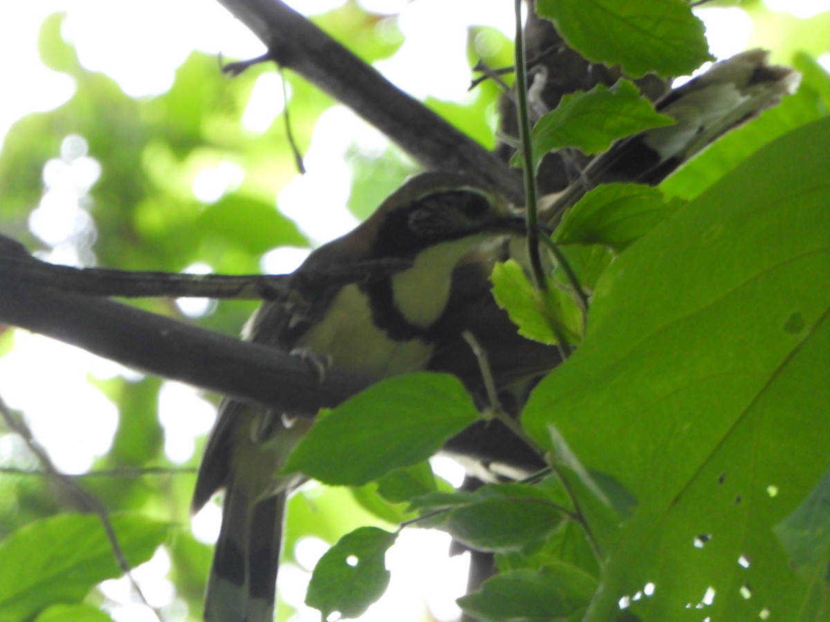 Greater Necklaced Laughingthrush - ML638936245