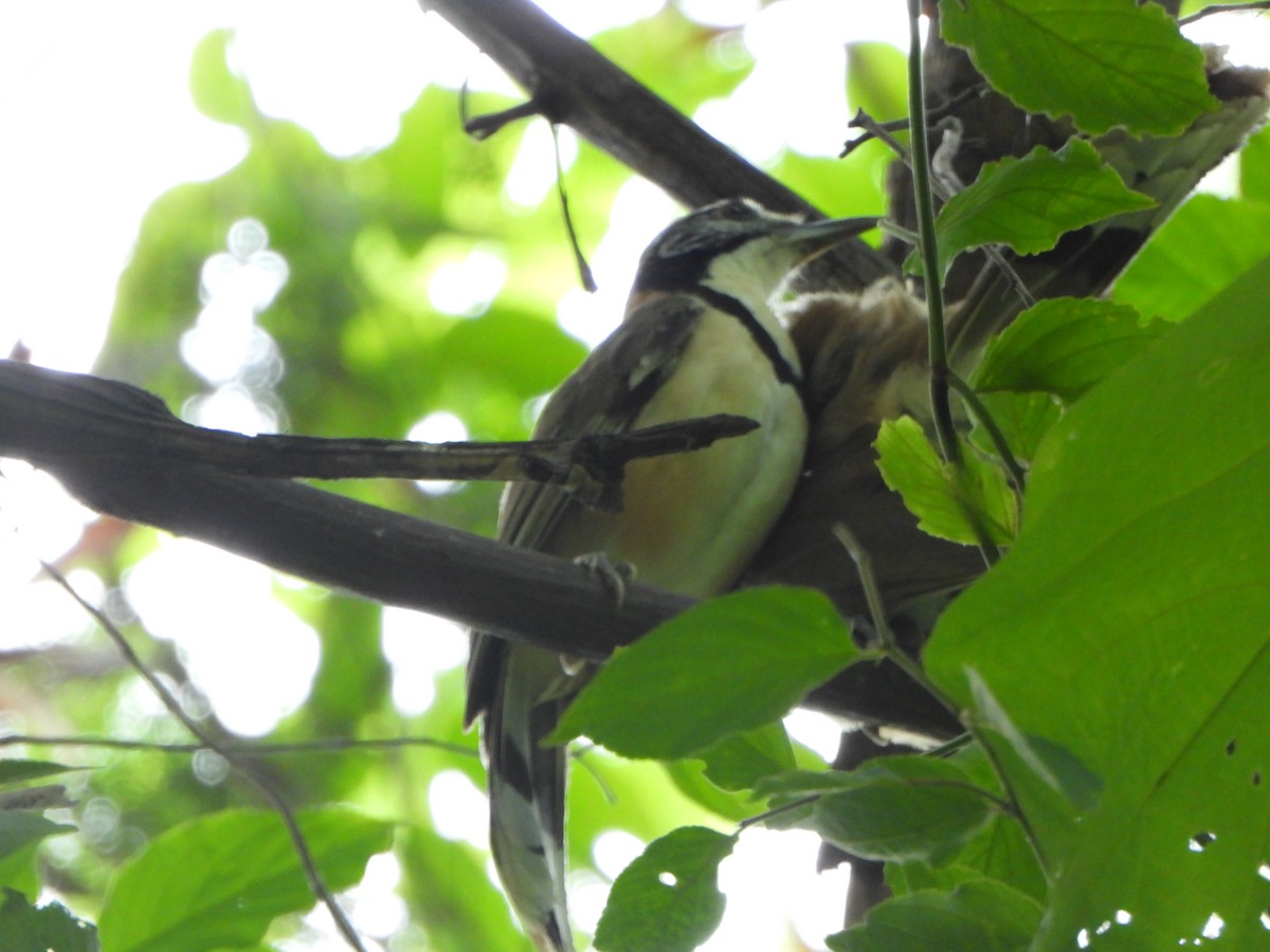 Greater Necklaced Laughingthrush - ML638936247