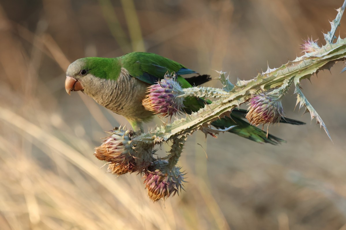 Monk Parakeet - ML638936248