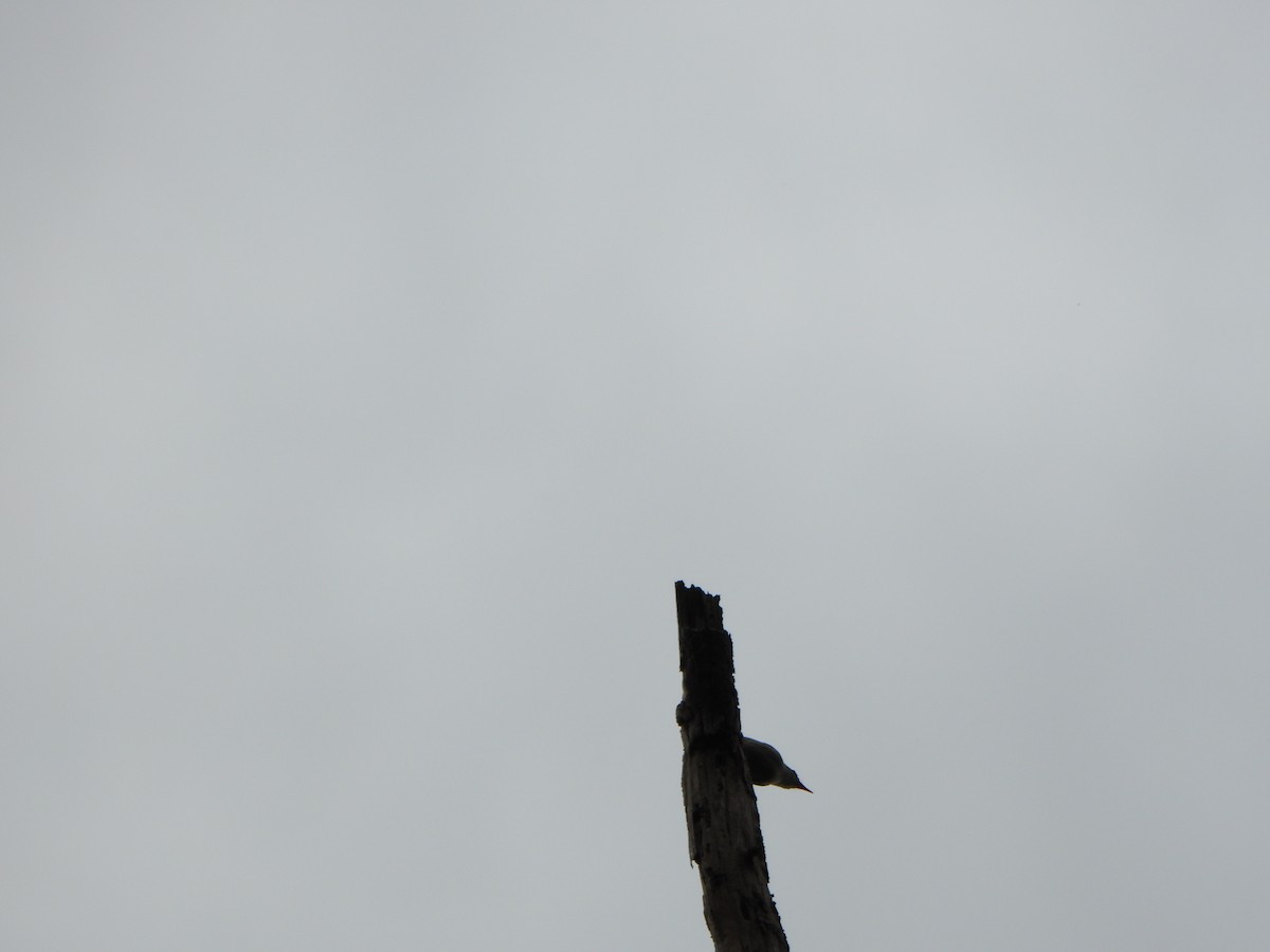 Velvet-fronted Nuthatch - ML638936250