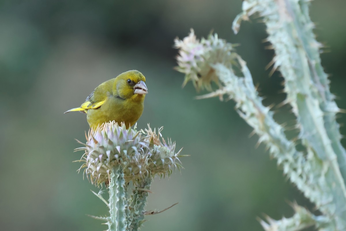 European Greenfinch - ML638936251