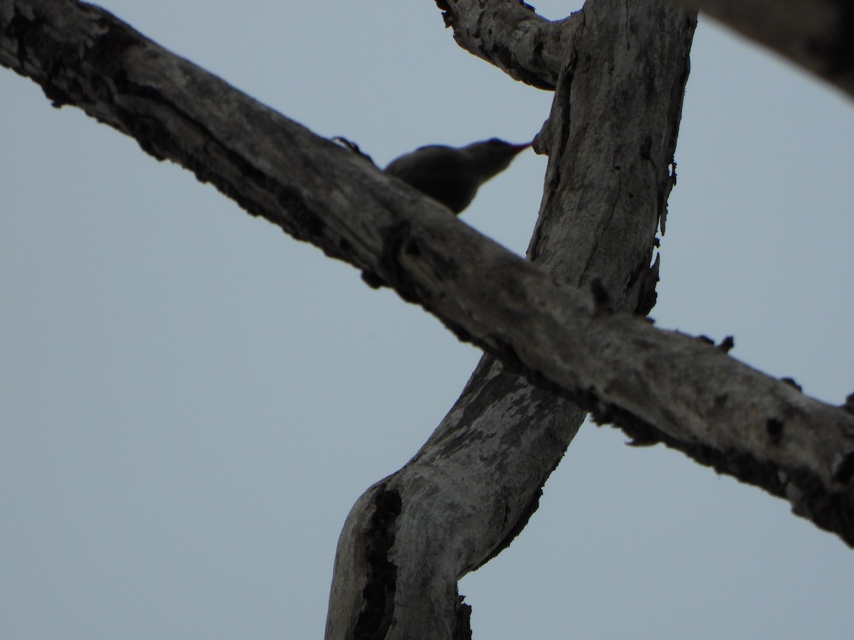 Velvet-fronted Nuthatch - ML638936256