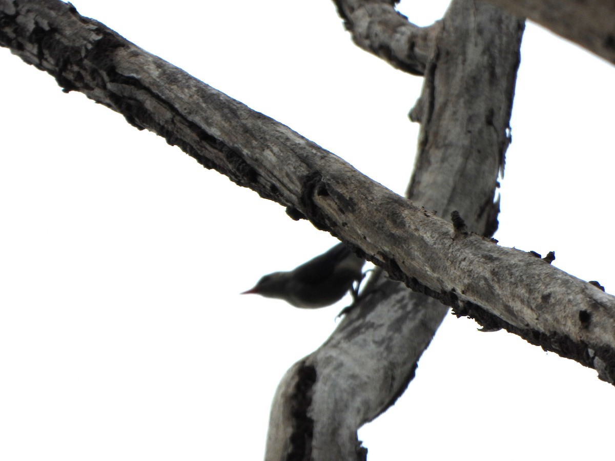 Velvet-fronted Nuthatch - ML638936259