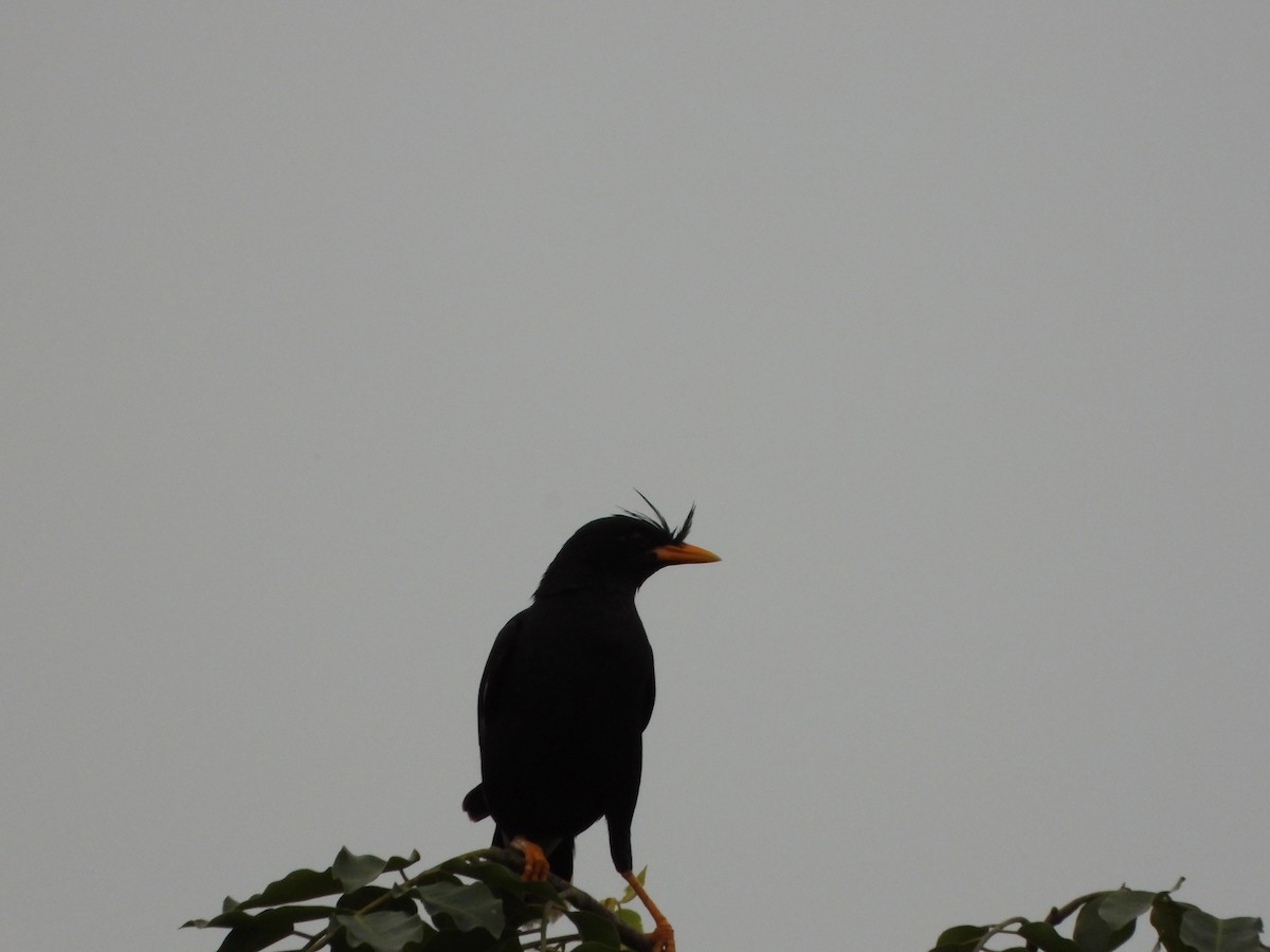 Great Myna - ML638936260