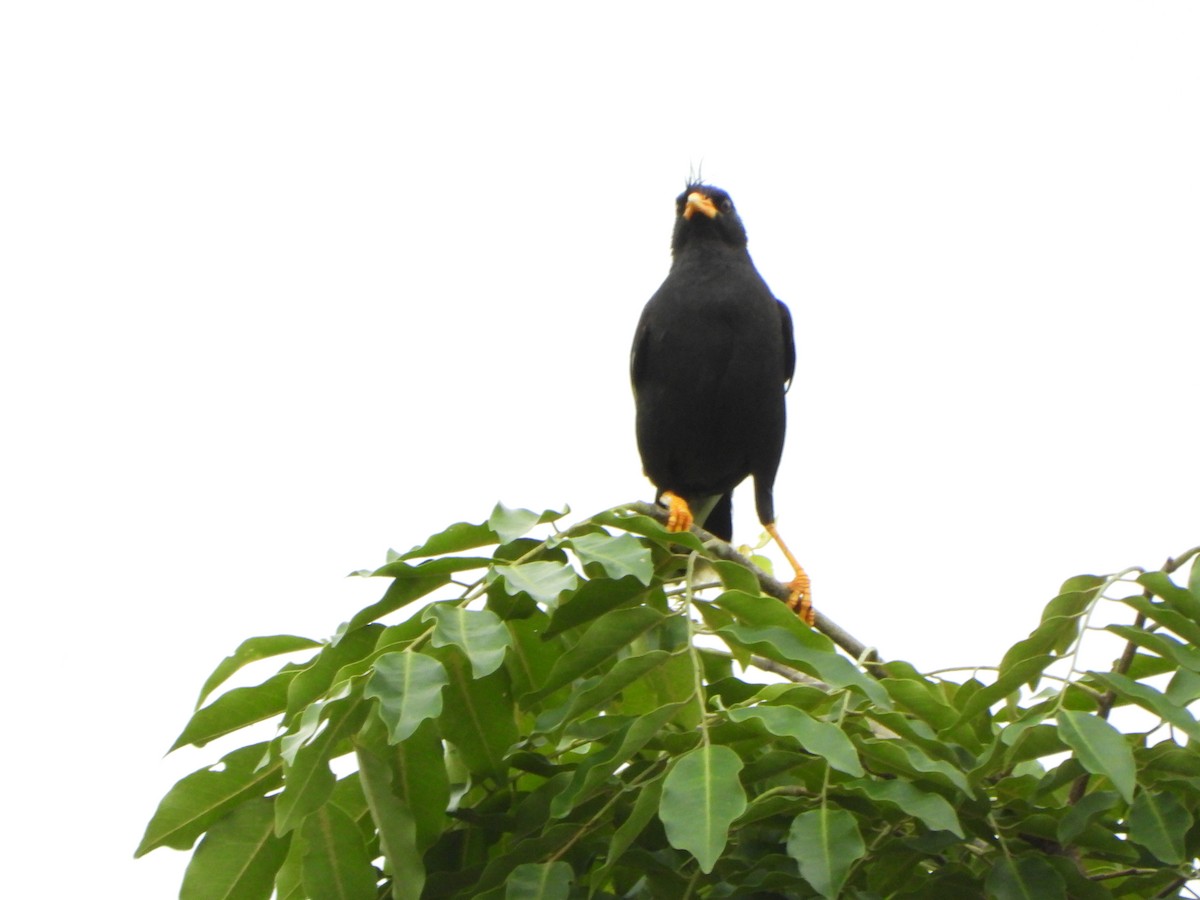 Great Myna - ML638936262