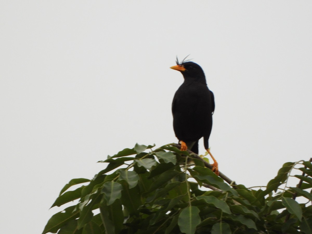 Great Myna - ML638936263