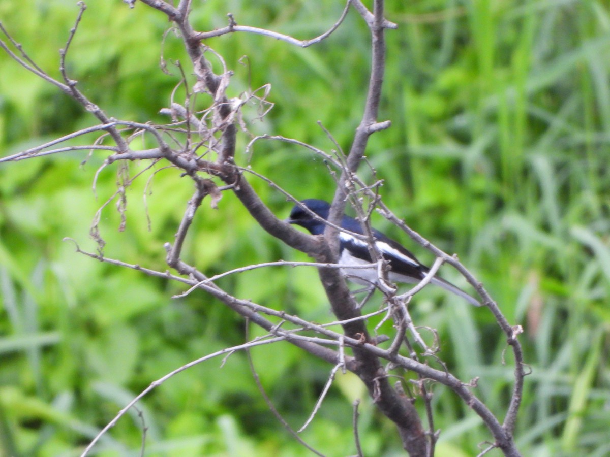 Oriental Magpie-Robin - ML638936266