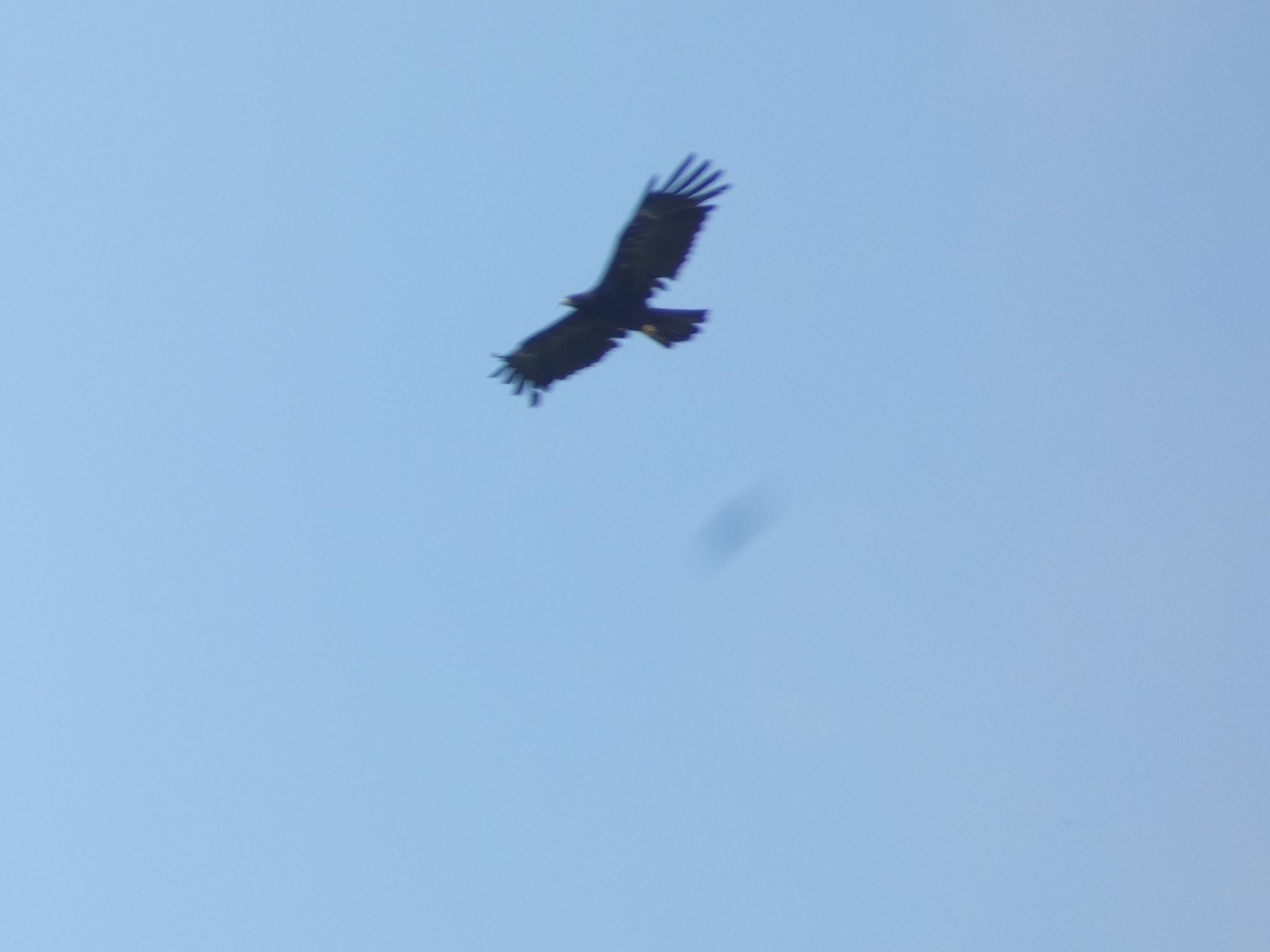 Black Eagle - ML638936278