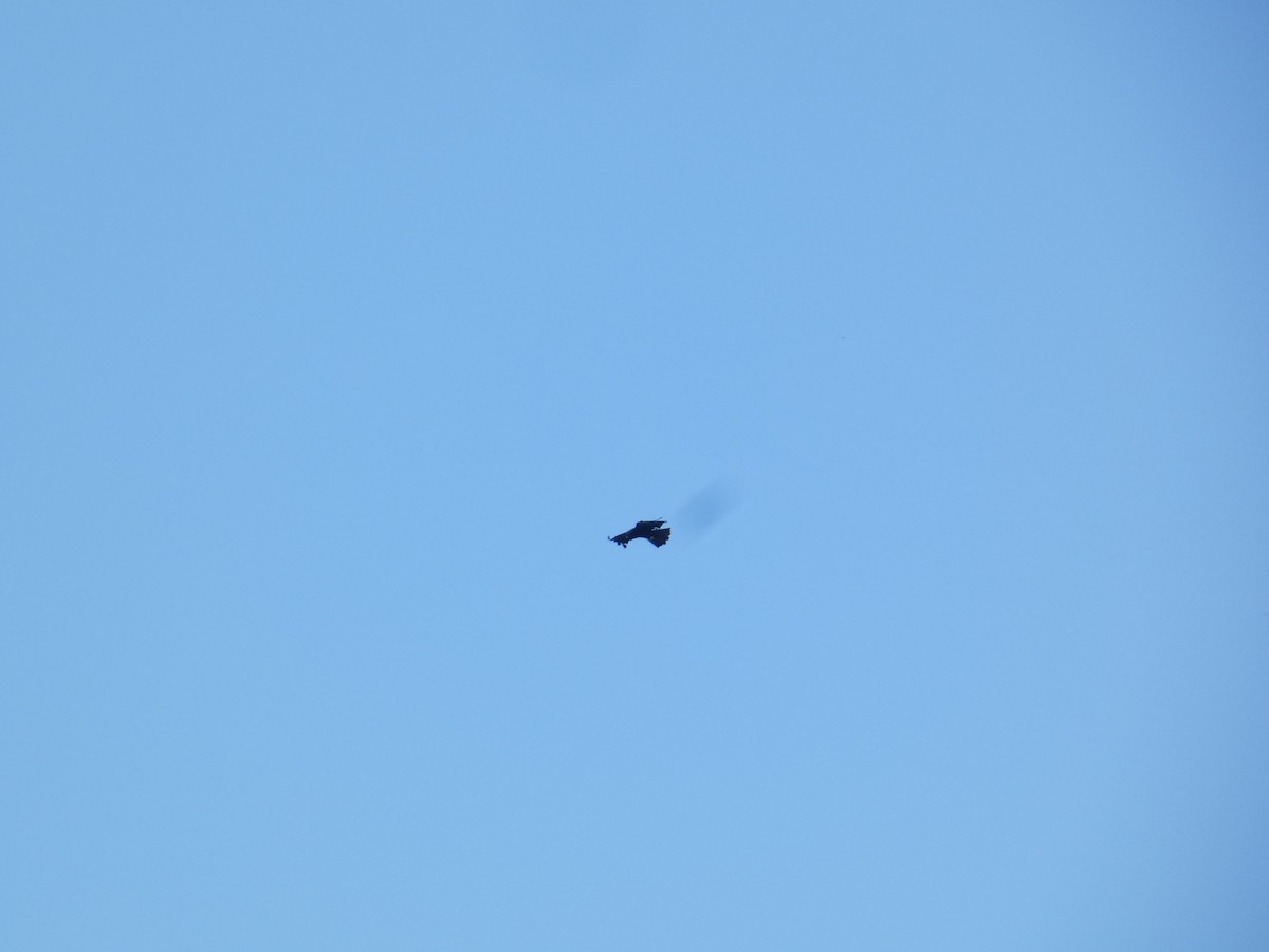 Black Eagle - ML638936282