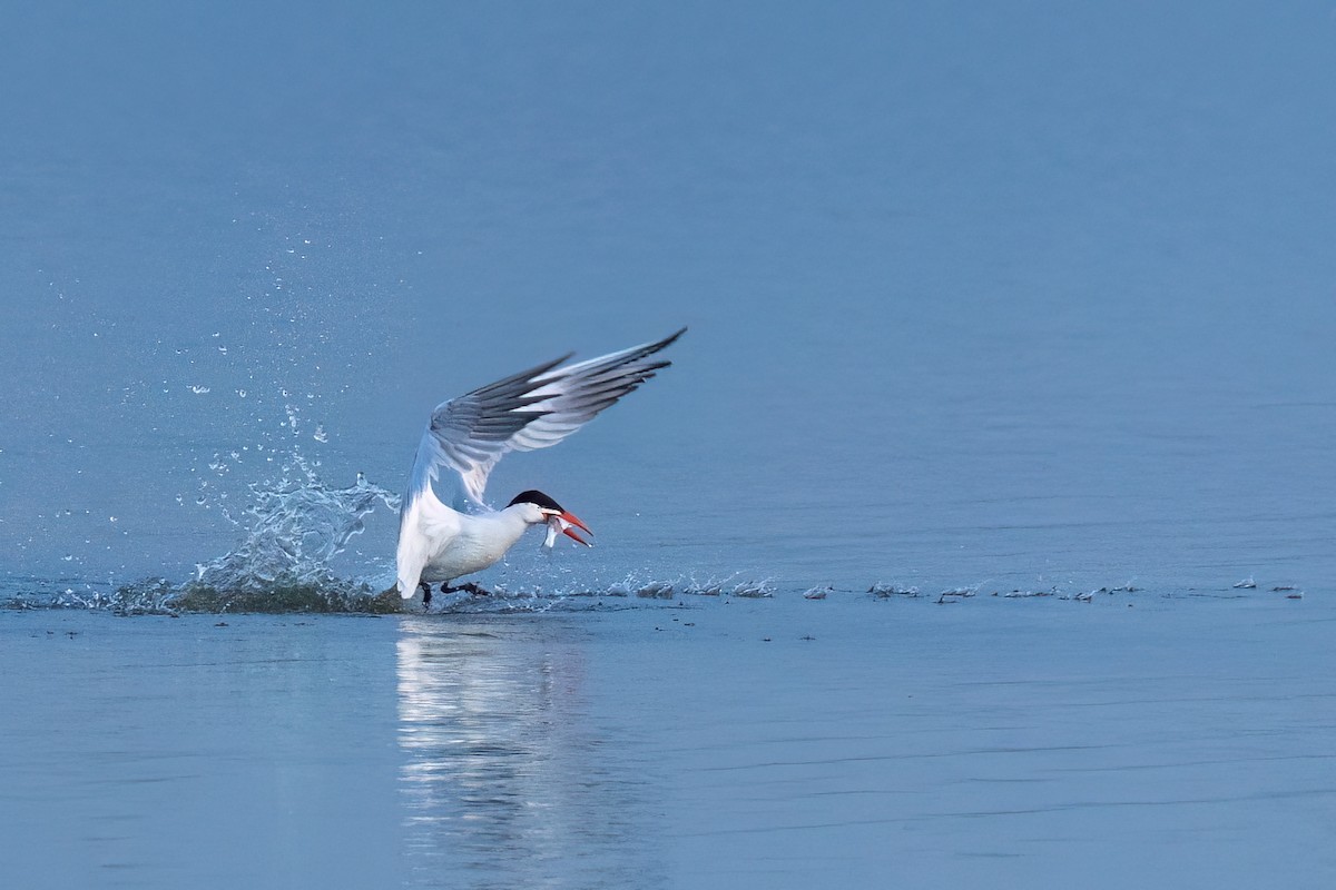 Caspian Tern - ML638936284