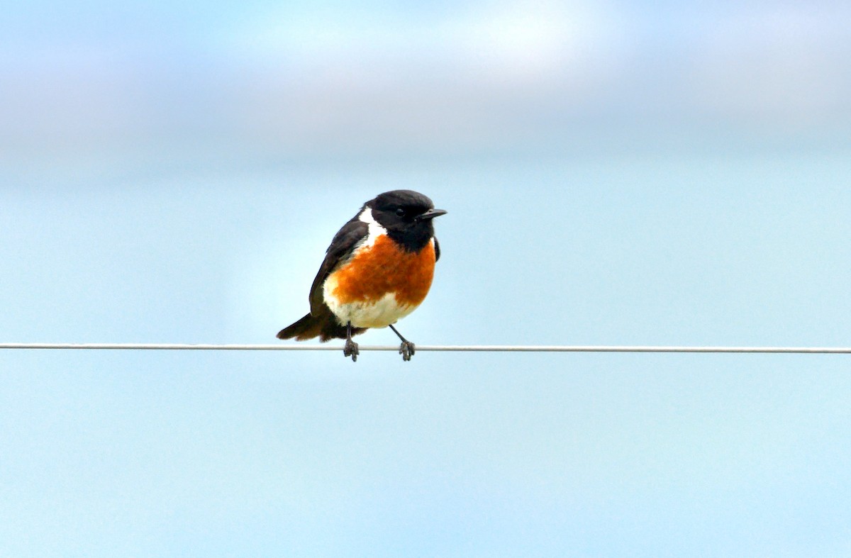 African Stonechat (African) - ML638936285