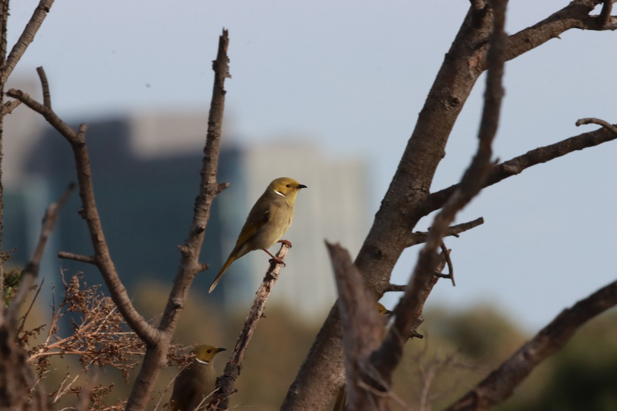White-plumed Honeyeater - ML638936289