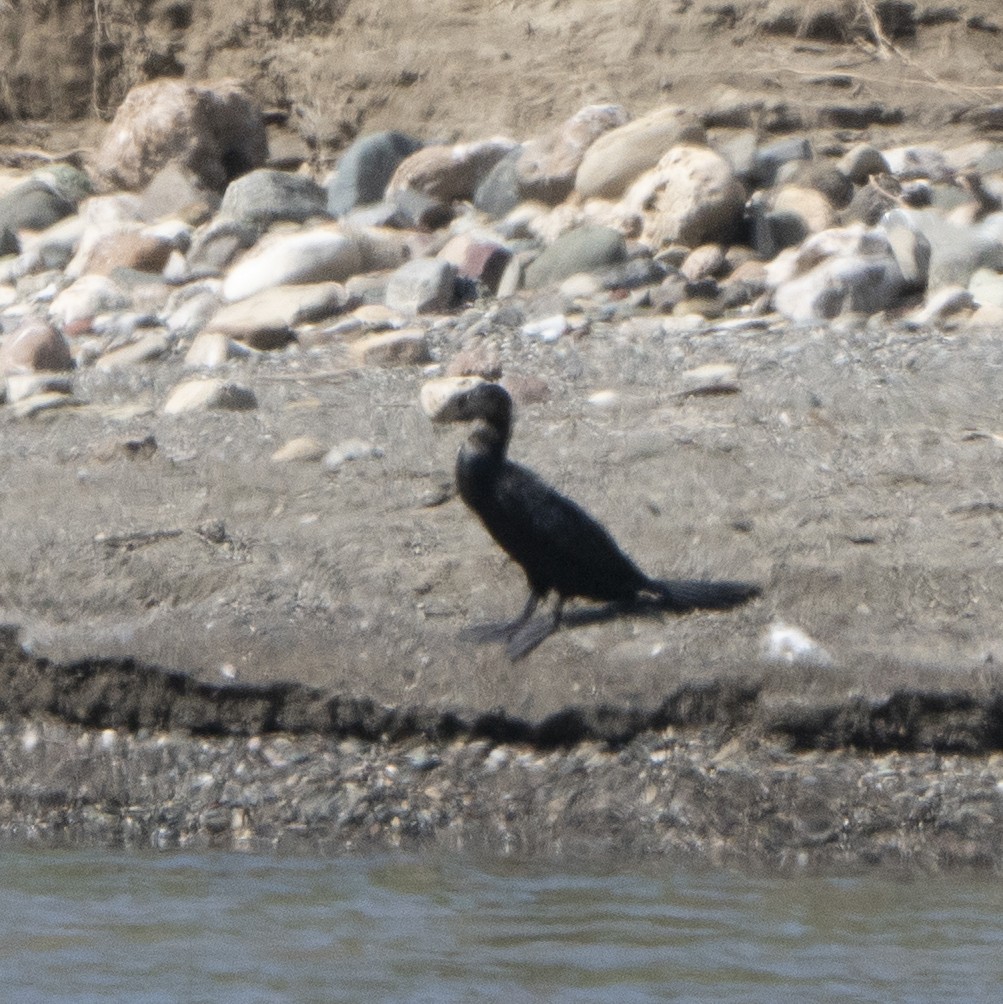 Little Black Cormorant - ML638936307