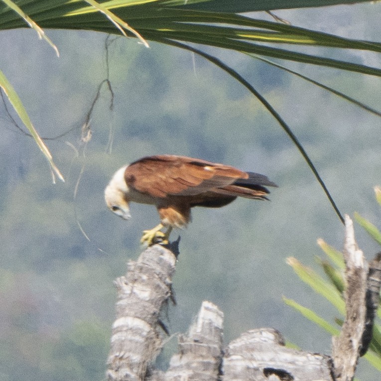 Brahminy Kite - ML638936316