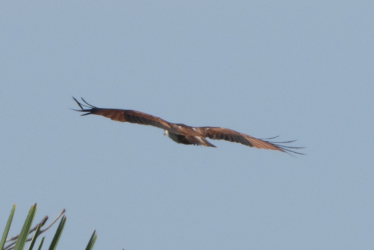 Brahminy Kite - ML638936317