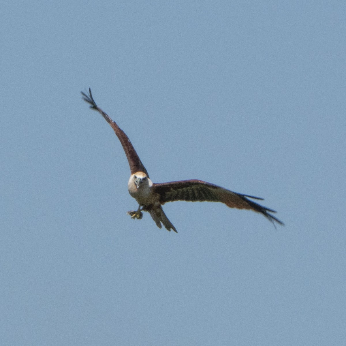 Brahminy Kite - ML638936318