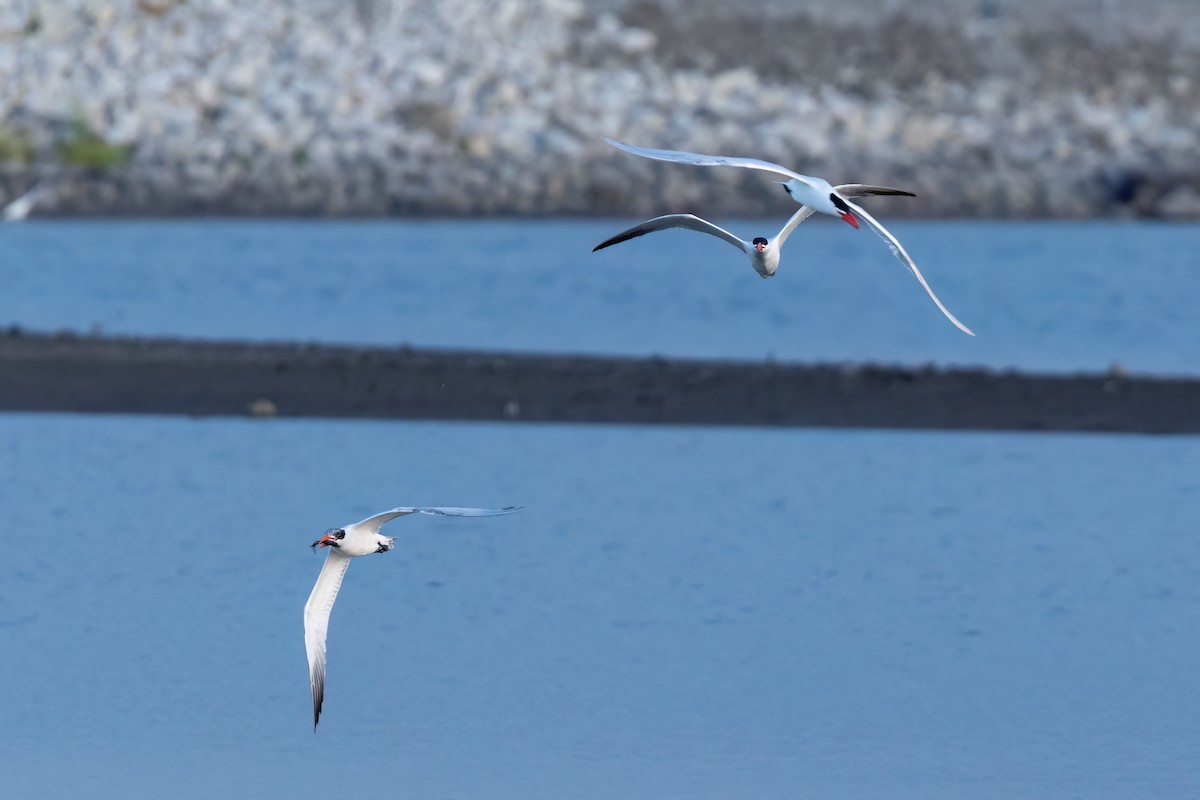 Caspian Tern - ML638936344