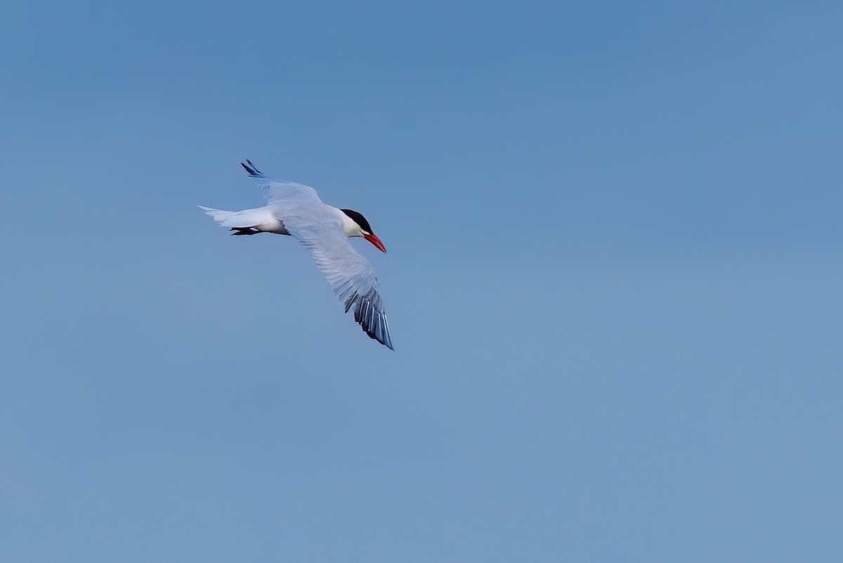 Caspian Tern - ML638936360