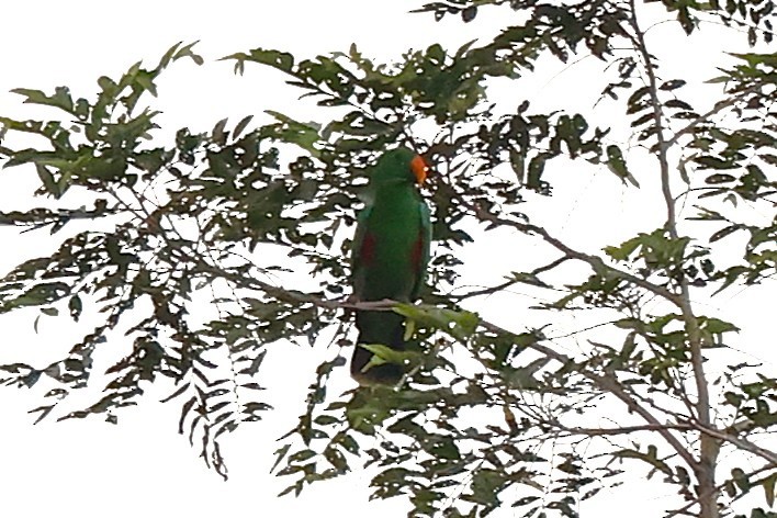 Papuan Eclectus - ML638936364