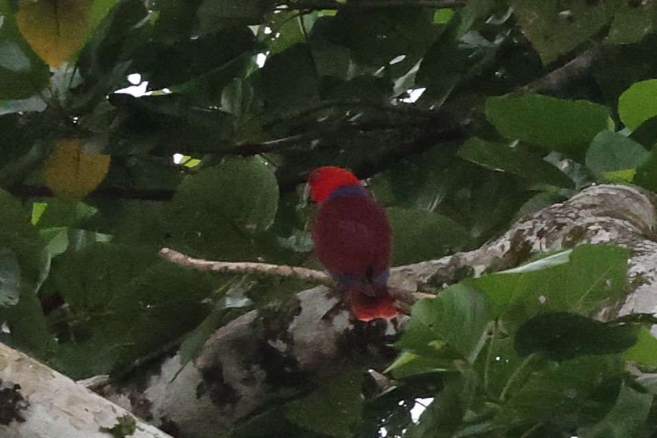 Papuan Eclectus - ML638936365