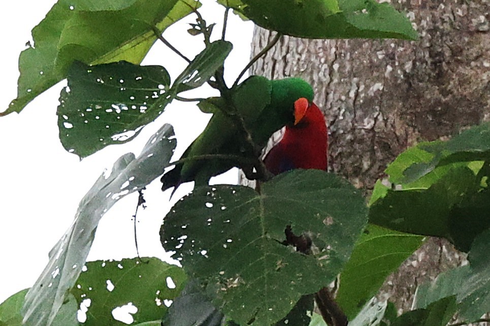Papuan Eclectus - ML638936366