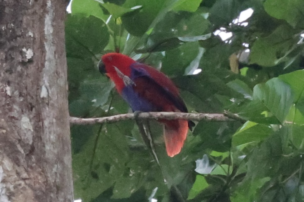 Papuan Eclectus - ML638936368