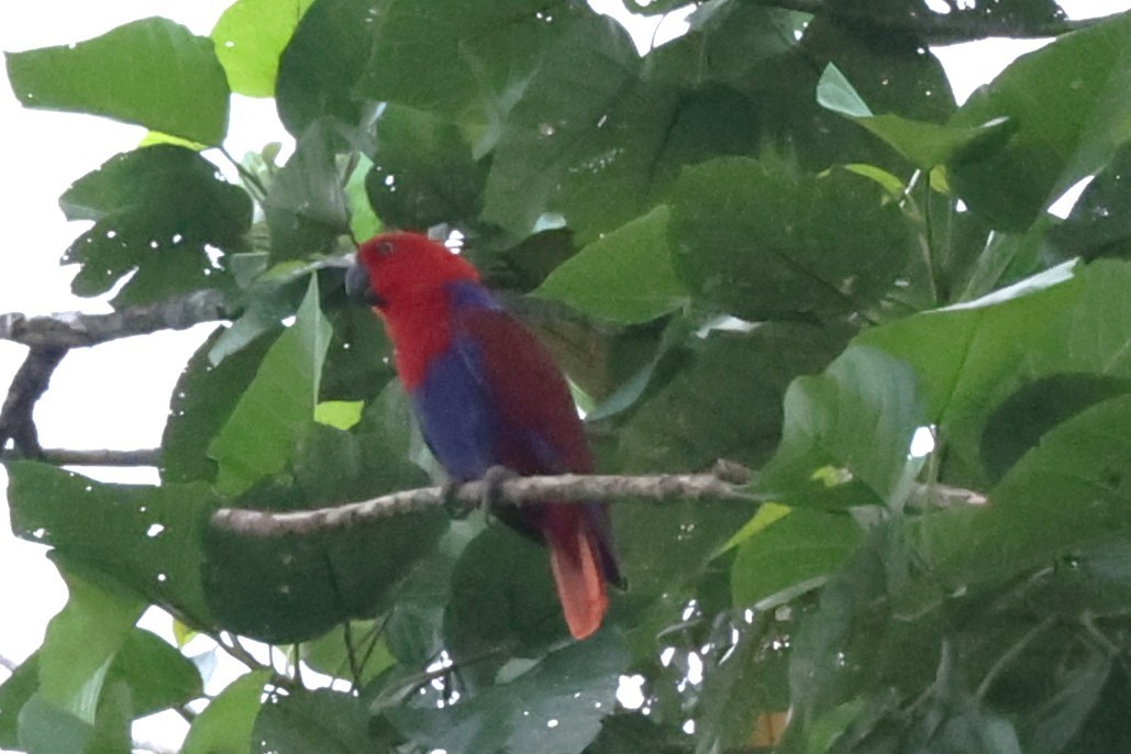Papuan Eclectus - ML638936369