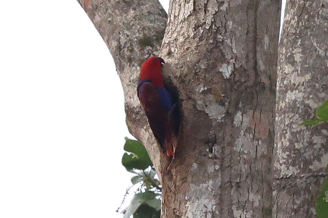 Papuan Eclectus - ML638936370