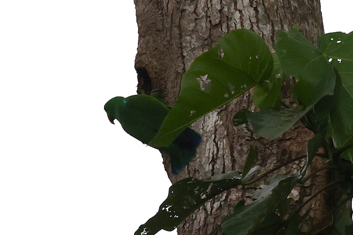 Papuan Eclectus - ML638936371
