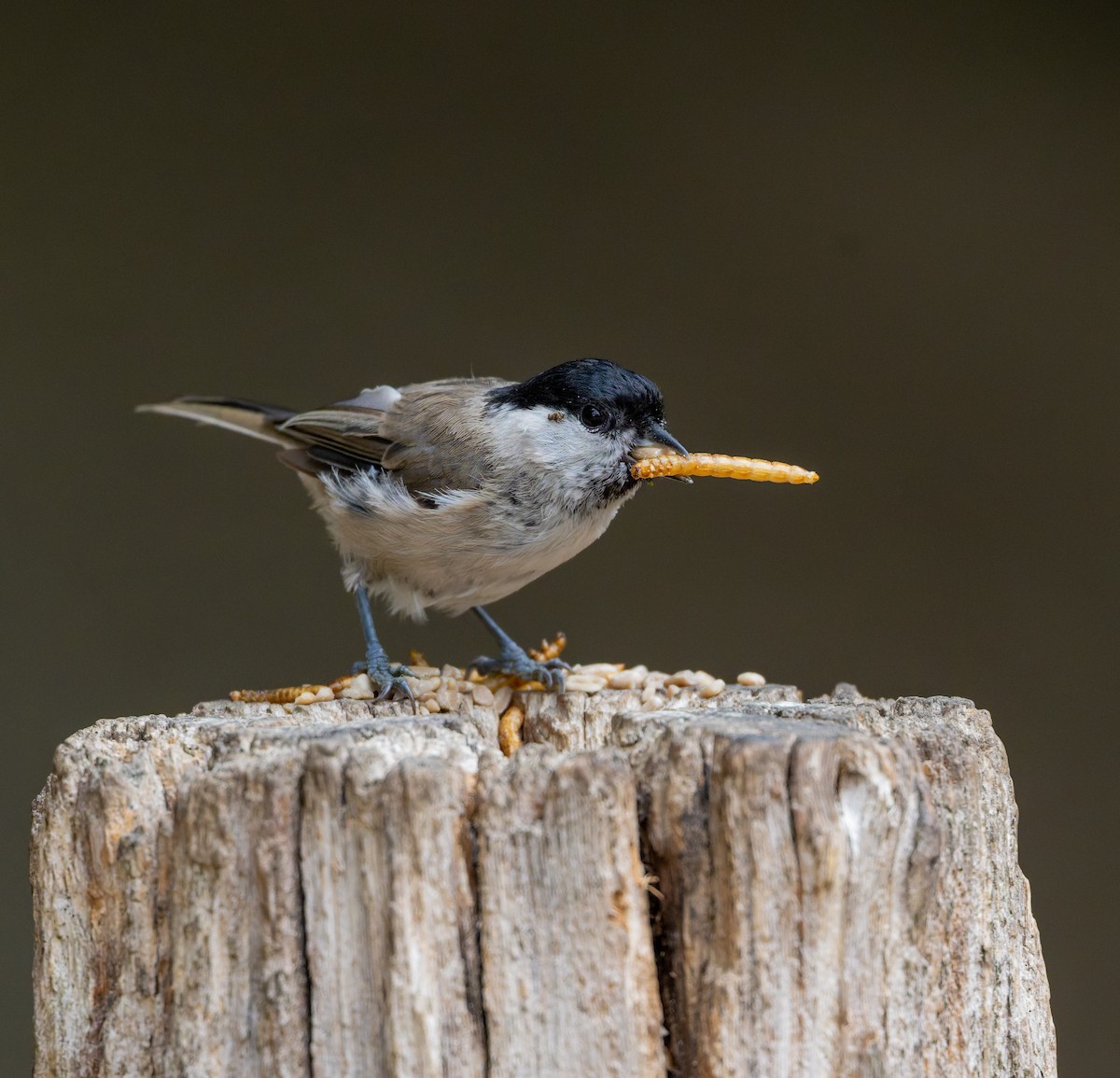 Marsh Tit - ML638936384