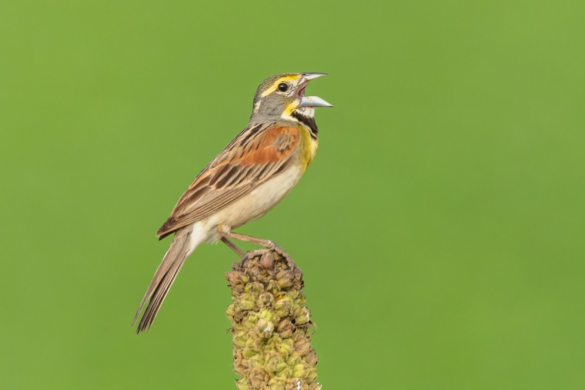 Dickcissel - ML638936409