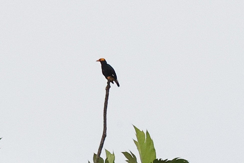 Yellow-faced Myna - ML638936415