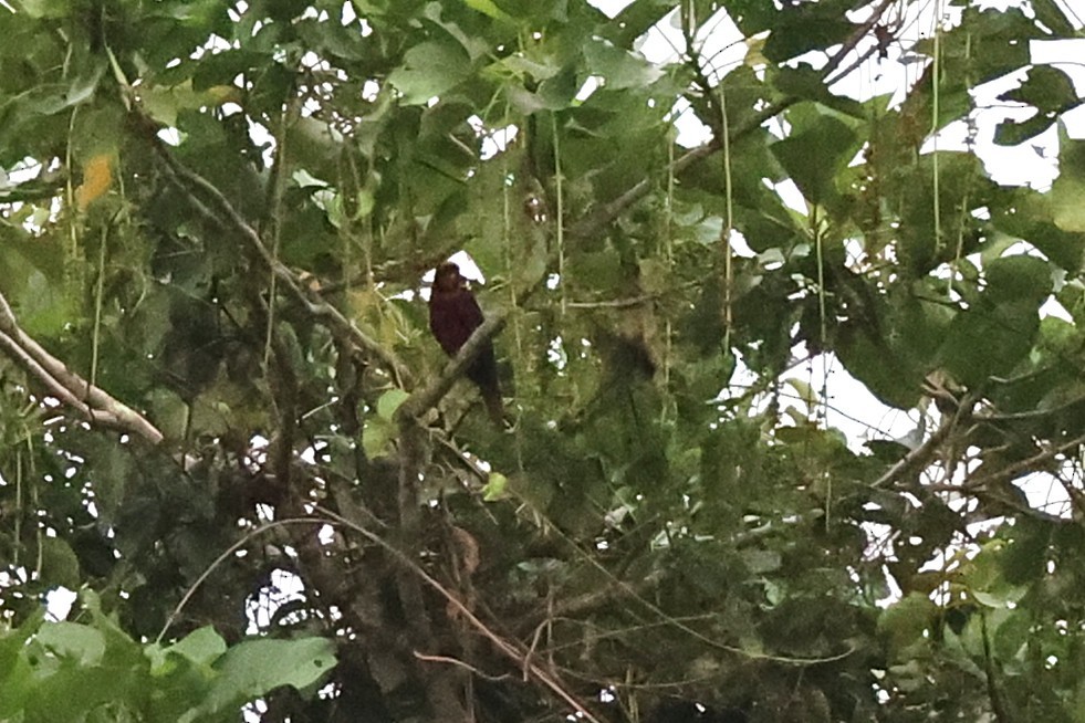 Dusky Lory - ML638936425