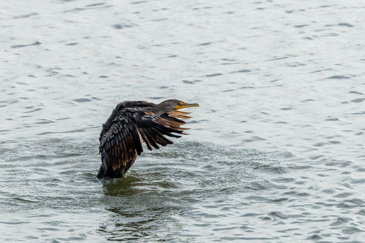 Double-crested Cormorant - ML638936445