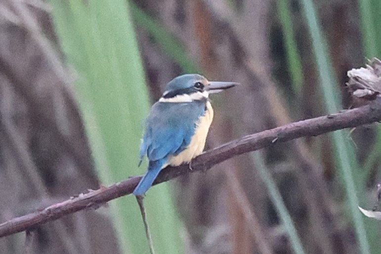 Sacred Kingfisher - ML638936465