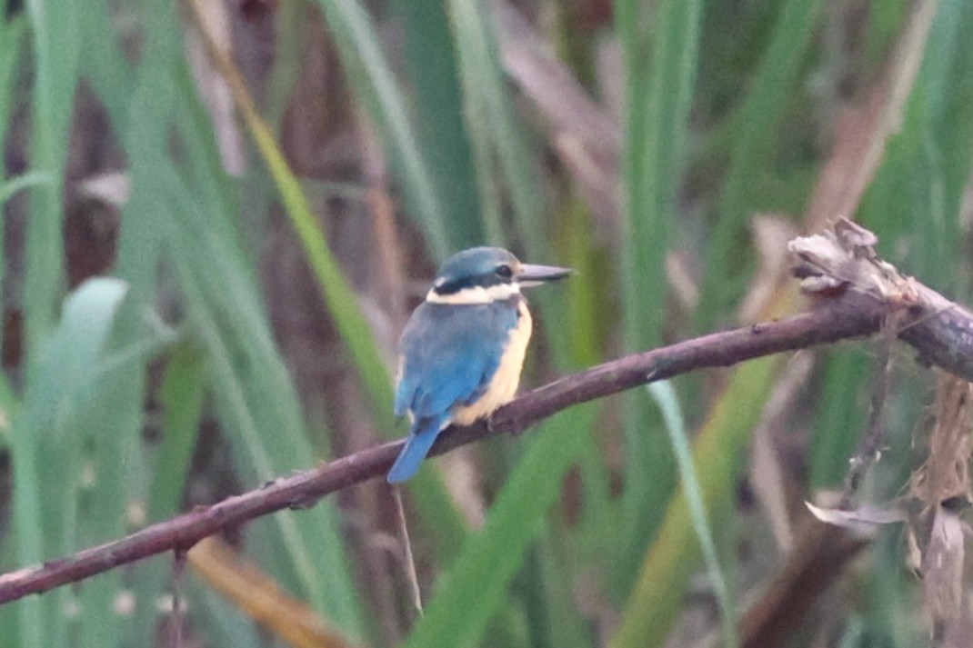 Sacred Kingfisher - ML638936466