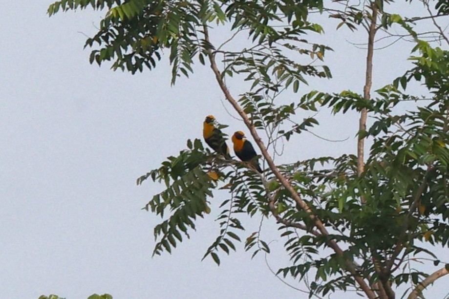 Golden Myna - ML638936471