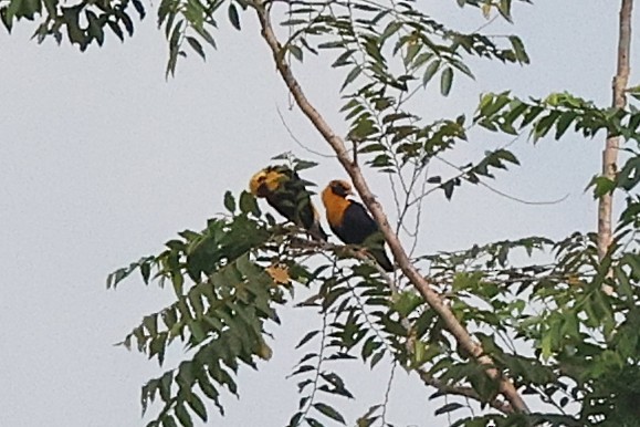 Golden Myna - ML638936472