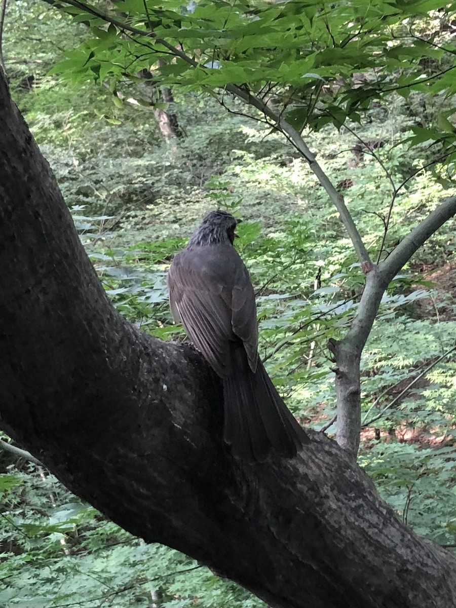 Brown-eared Bulbul - ML638936473