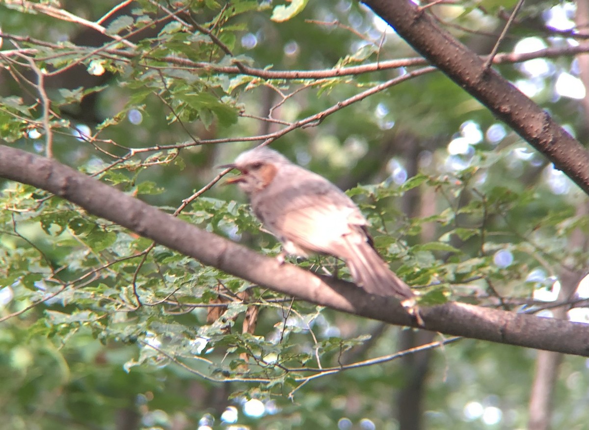 Brown-eared Bulbul - ML638936474