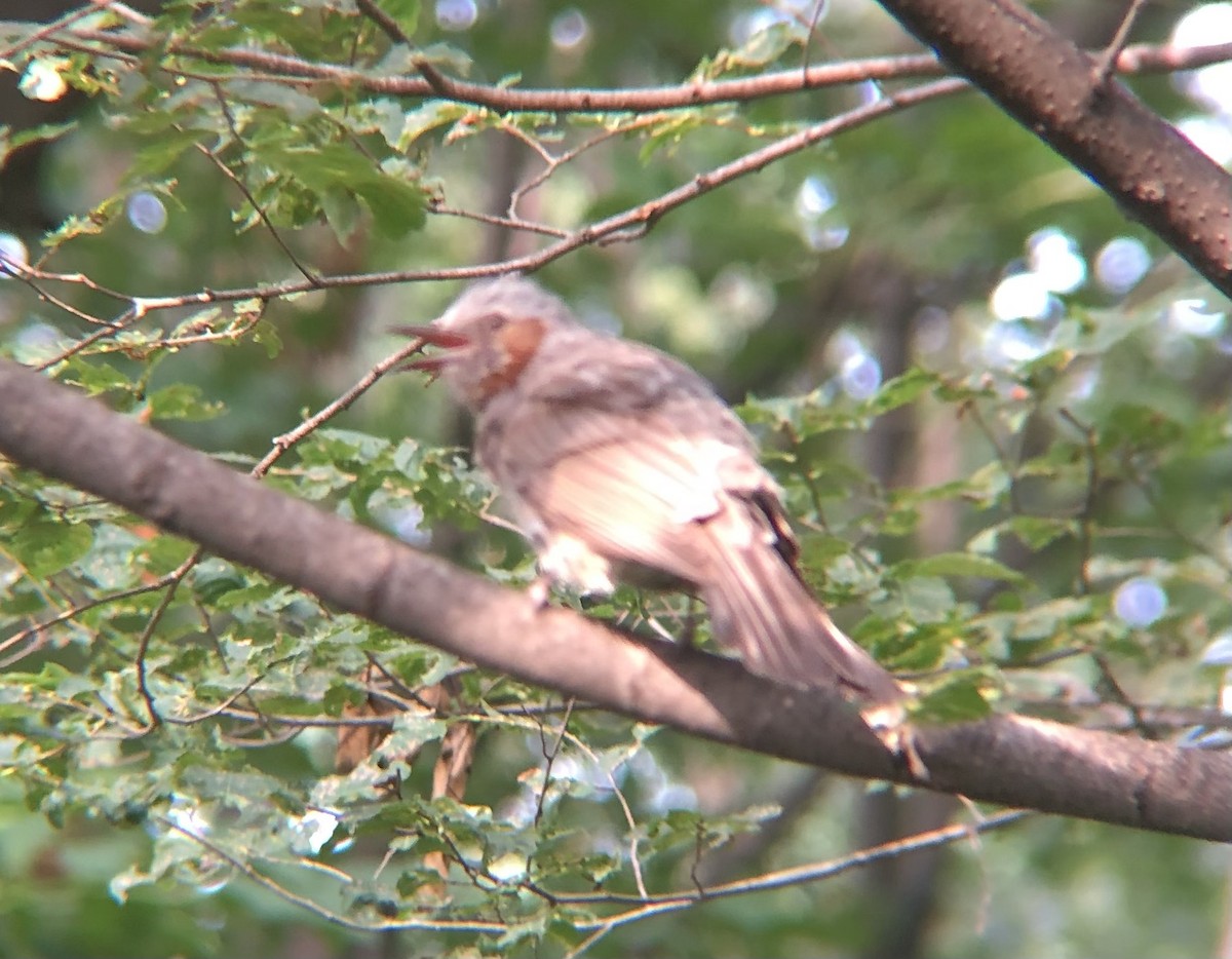 Brown-eared Bulbul - ML638936475