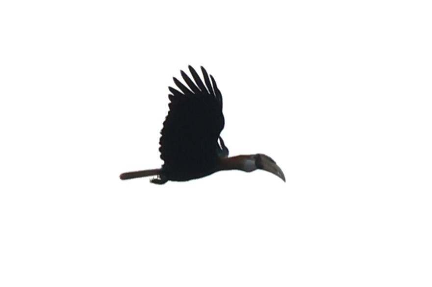 Blyth's Hornbill - ML638936478