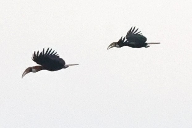 Blyth's Hornbill - ML638936479