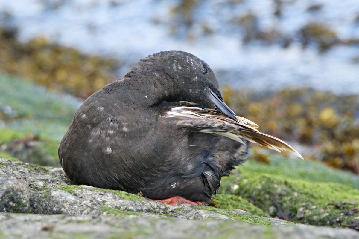 Black Guillemot - ML638936482