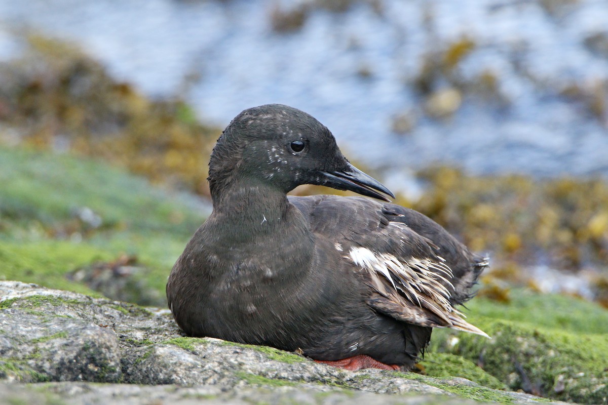 Black Guillemot - ML638936483