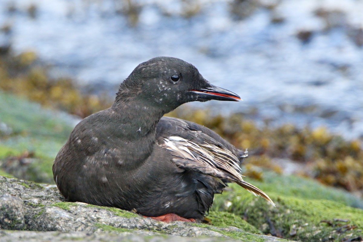 Black Guillemot - ML638936484