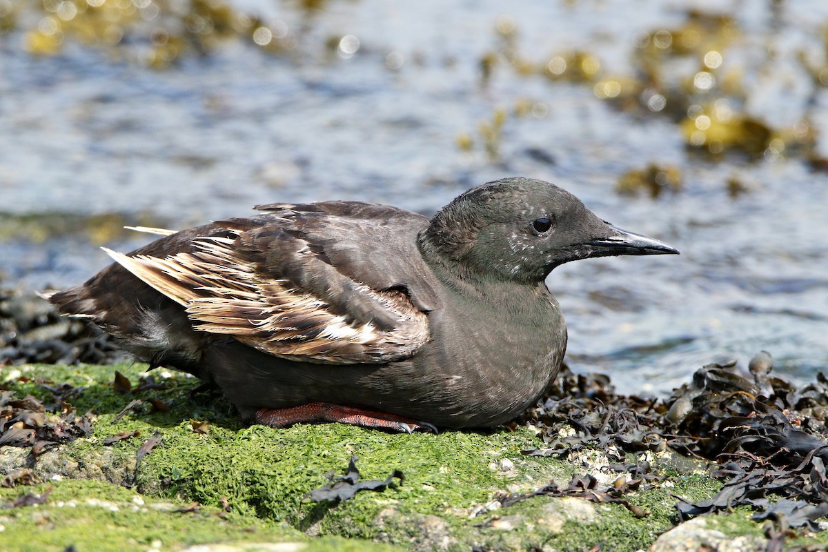 Black Guillemot - ML638936485