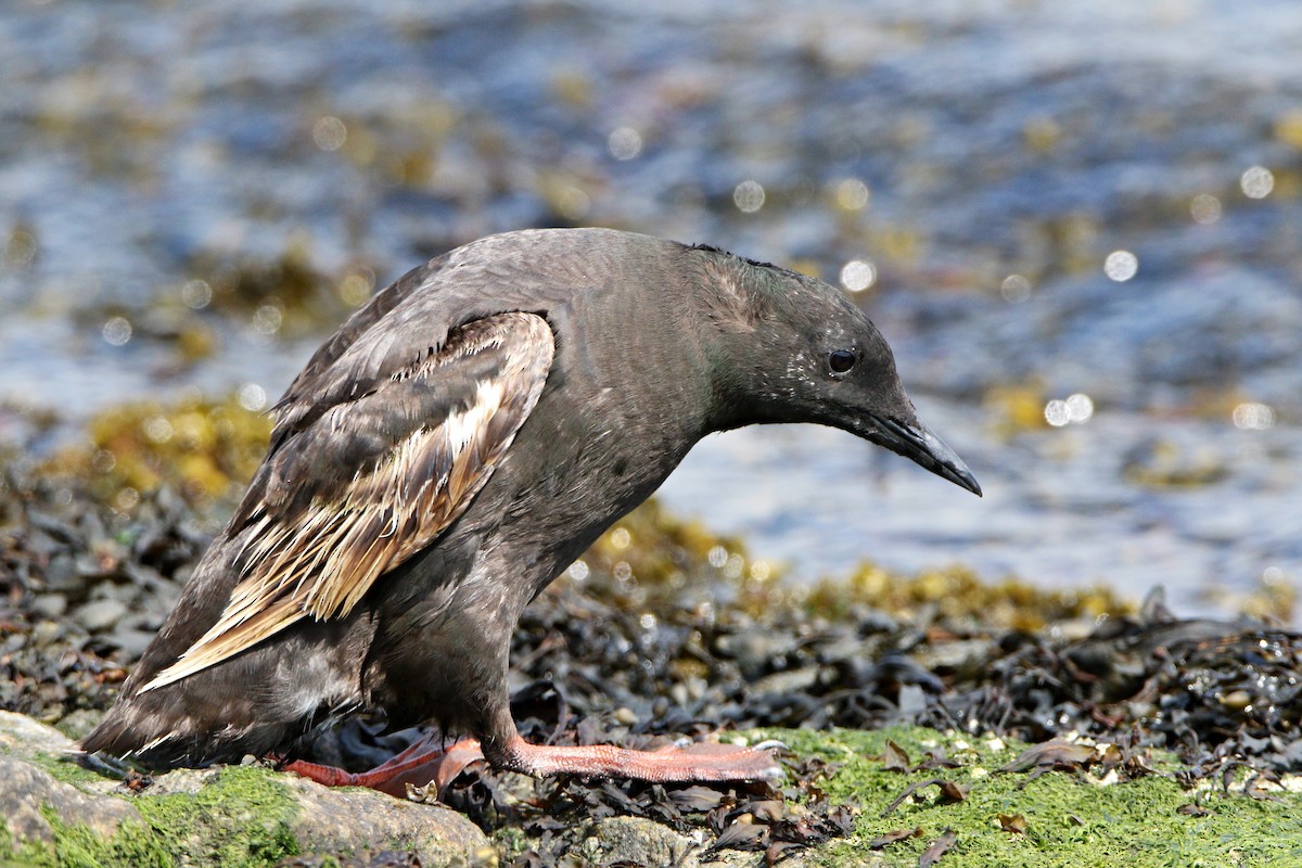Black Guillemot - ML638936486
